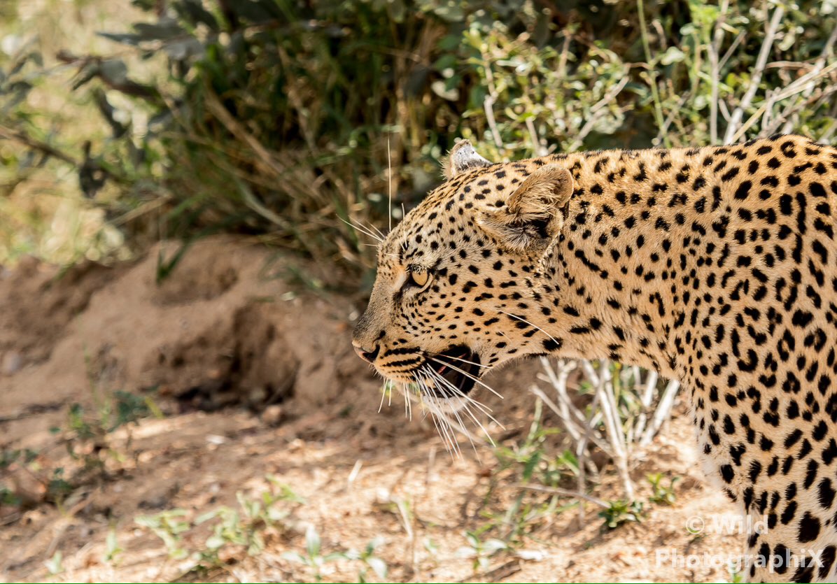 WPhotographiX's tweet photo. The elusive hunter. 
#wildphotographix #onsafari #leopard#bigcats #kruger #natgeo_africa #natgeowild https://t.co/WmwoVTukZl