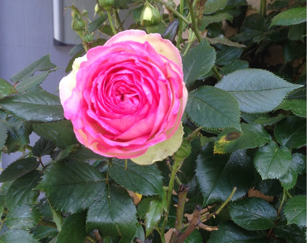 JETZT_PRde's tweet photo. Erste Agenturrose #frühling #sonnenschein #endlichwarm #eswirdbunt #sunnystatedüsseldorf https://t.co/RdCmVhDvZO