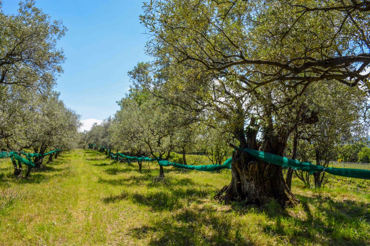luisgagophoto's tweet photo. Olivos milenarios que aún producen aceite y aceitunas.. paraíso rural en #Nyons #bloggerexperience #bloggerxwellolive #destinationinprogress https://t.co/Uwhu6Mn9B9