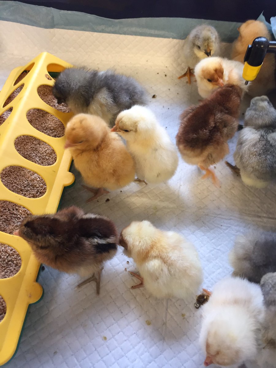 The Biology chicks are establishing a pecking order #babychicks #hatching #biologyinaction