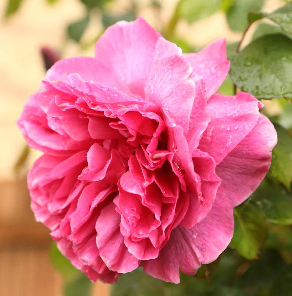 Rose in rain <a href="/roses/">funfunroses</a> <a href="/gardening/">unknown alias</a> <a href="/beauty/">ɴᴏᴛ ʏᴏᴜʀs.  ♥</a> <a href="/paynesphotos1/">Paynes Photos</a>