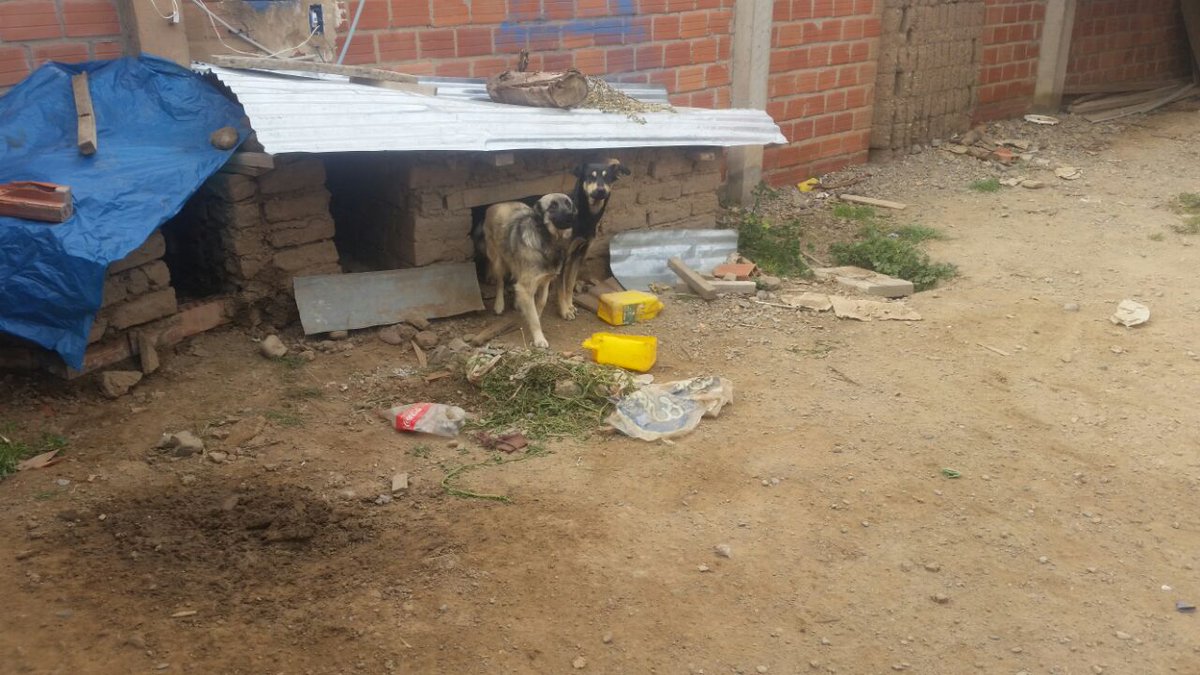 AnimalesSOS's tweet photo. Alicia Sonia Poma de Quispe un Ejemplo.
Vive camino a Viacha.Tiene tres adoptados, pero no le impide acoger a otros perritos de la calle https://t.co/NWkGtLXc1R