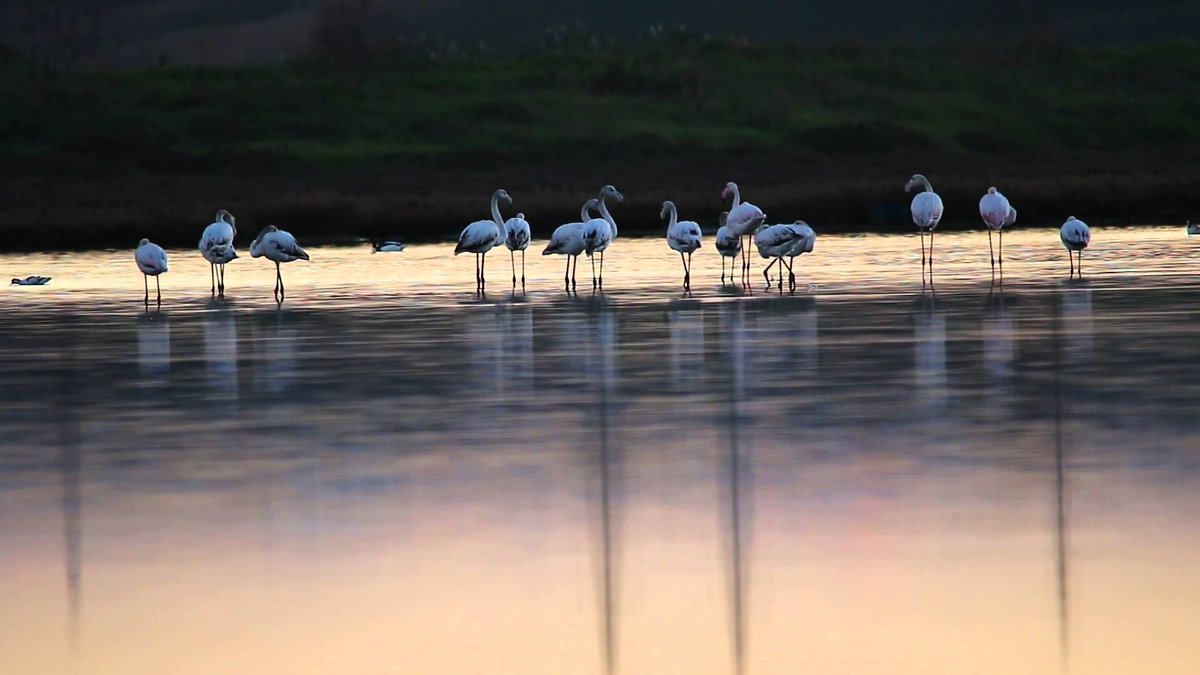 NO to the #BlueWhale , YES to the #PinkFlamingos Of course it is Apulia #sea #nature #adventure #taranto