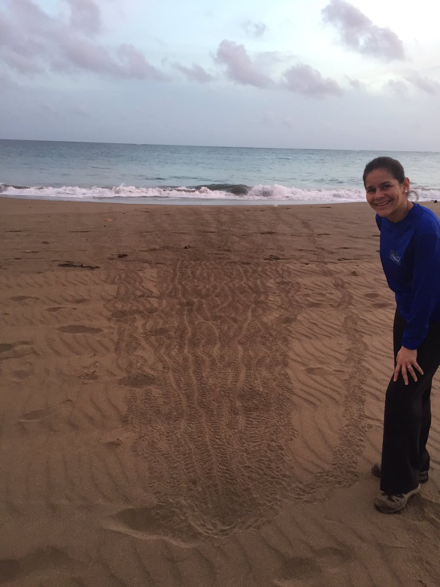 CheloniaPR's tweet photo. Today is a #greatday #firsthatching of #leatherbackturtle #2017season at #playagrandeelparaiso #naturereserve https://t.co/Z0MusnpShV