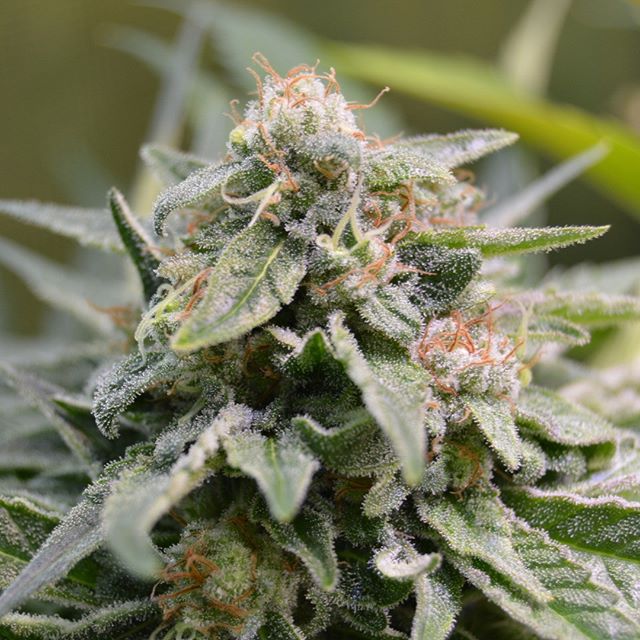 spliffseeds's tweet photo. CBD Medi Kush week 8 of flowering. #budmasterled #SpliffSeeds #cannabis #spliffseeds #weedstagram #thc #amsterdam #kush #stoner #growyourown https://t.co/XcxAfX9bKM