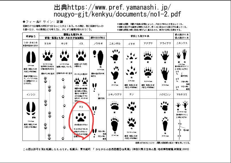 マキシシｄｏ En Twitter いつの間にか動物が家に入り込んだらしく台所の流し台に足跡があった 母が ハクビシン ではないか と予想し 私は昼間にアナグマを見かけたのでアナグマかも と二人でザワついていた でもなんか親近感あるカタチだな と思いつつ調べたら