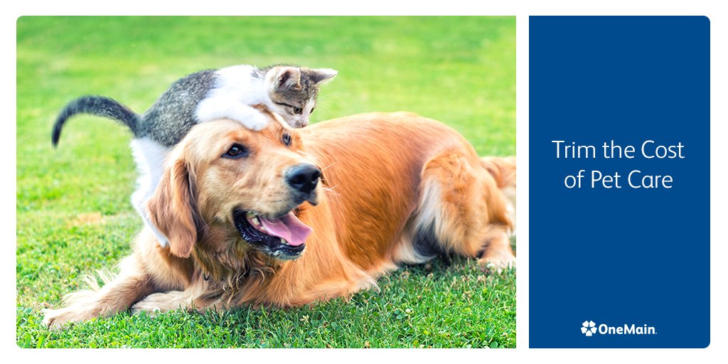 OneMain's tweet photo. When it comes to your furry family, trim the cost but not the quality of pet care with these smart budget tips. https://t.co/8sIhCQ0rVc https://t.co/60frVb45tz