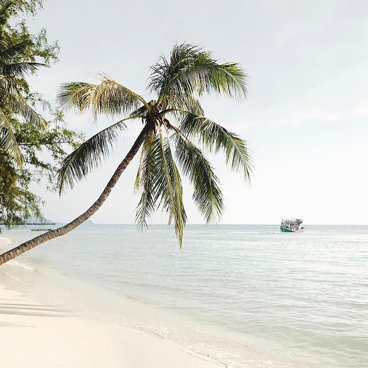 Need this 🌴 #vacay #palmtrees #caribbean #goodlife