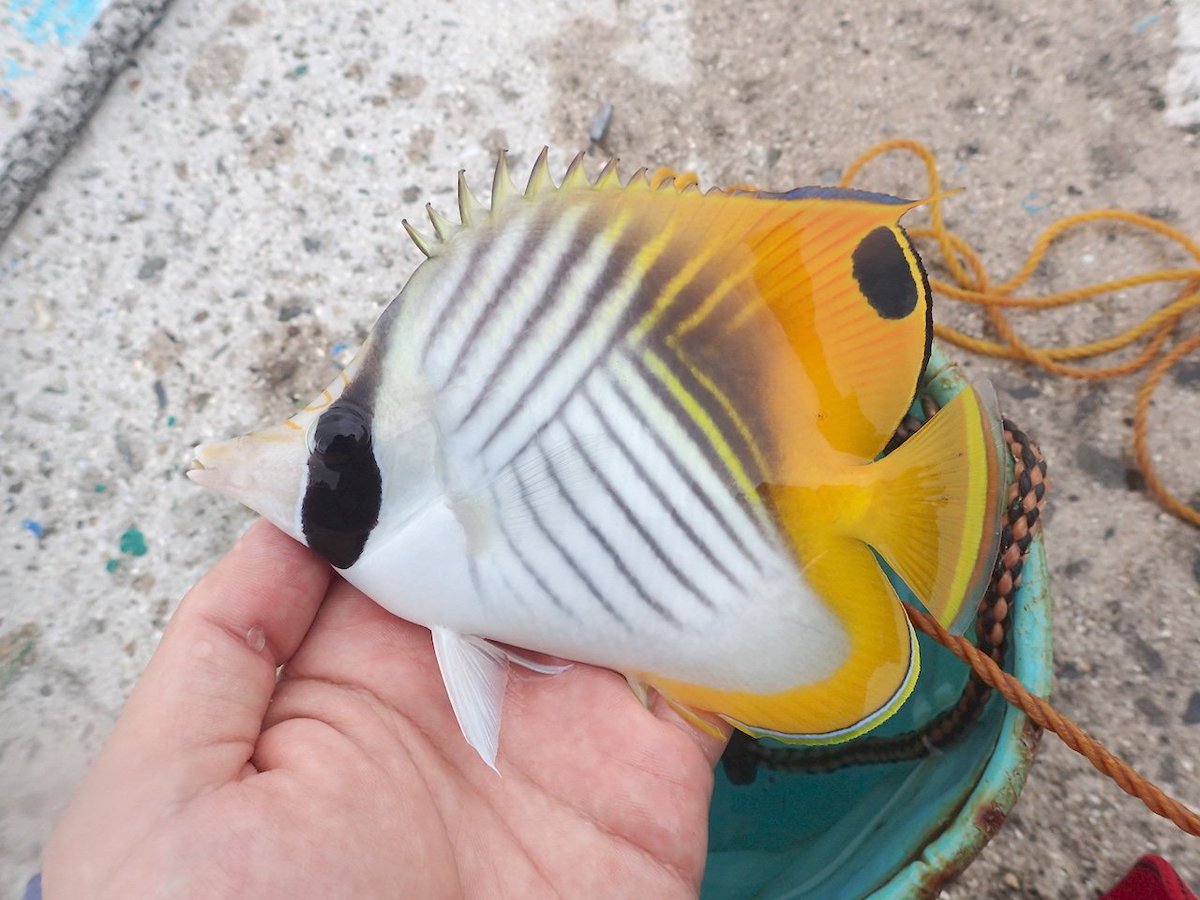長嶋祐成 בטוויטר チョウチョウウオの類にはよくエサ取り されているようなのだけれど このトゲチョウチョウウオだけは大きいせいか時々針がかりする こんな優雅な姿でもアップで顔を見るとやっぱり釣り上げられた魚特有のふてぶてしい顔をしているし ひれの棘も