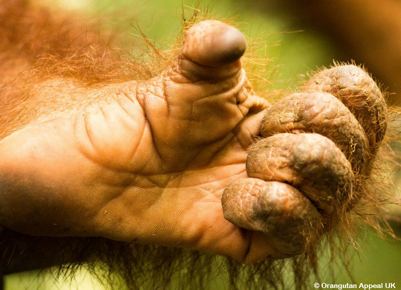 Orangutan Appeal UK on Twitter DYK Orangutans have Orangutan Appeal UK on Twitter DYK Orangutans have