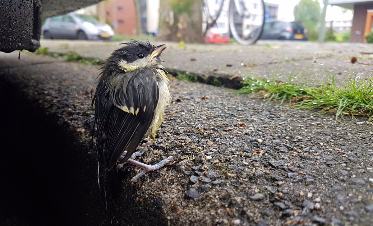 De nieuwe column van boswachter <a href="/ThomasvanderEs/">Boswachter Thomas</a> in De Stem van deze week destemvandordt.nl/nieuws/landbou… #koolmees