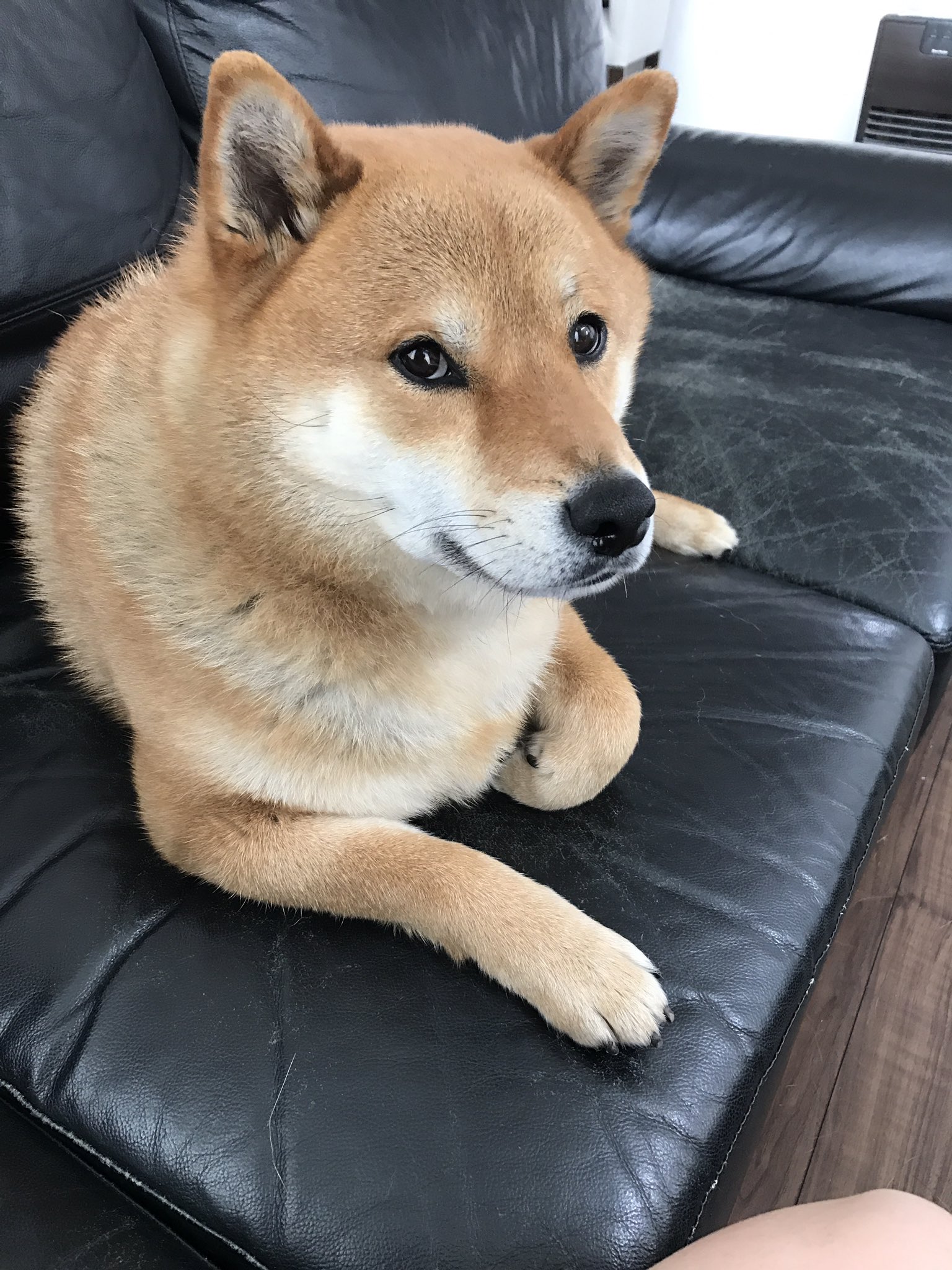 柴犬りん 今日の散歩中の出来事 前から柴犬を連れた親子が歩いてきた 凛をみて わーみて柴ちゃん 可愛い柴犬 だね パパ と そしたらお父さん 可愛いな 柴ちゃん ん あれは柴犬じゃないよ 大きいもん と あの 柴犬です と言って