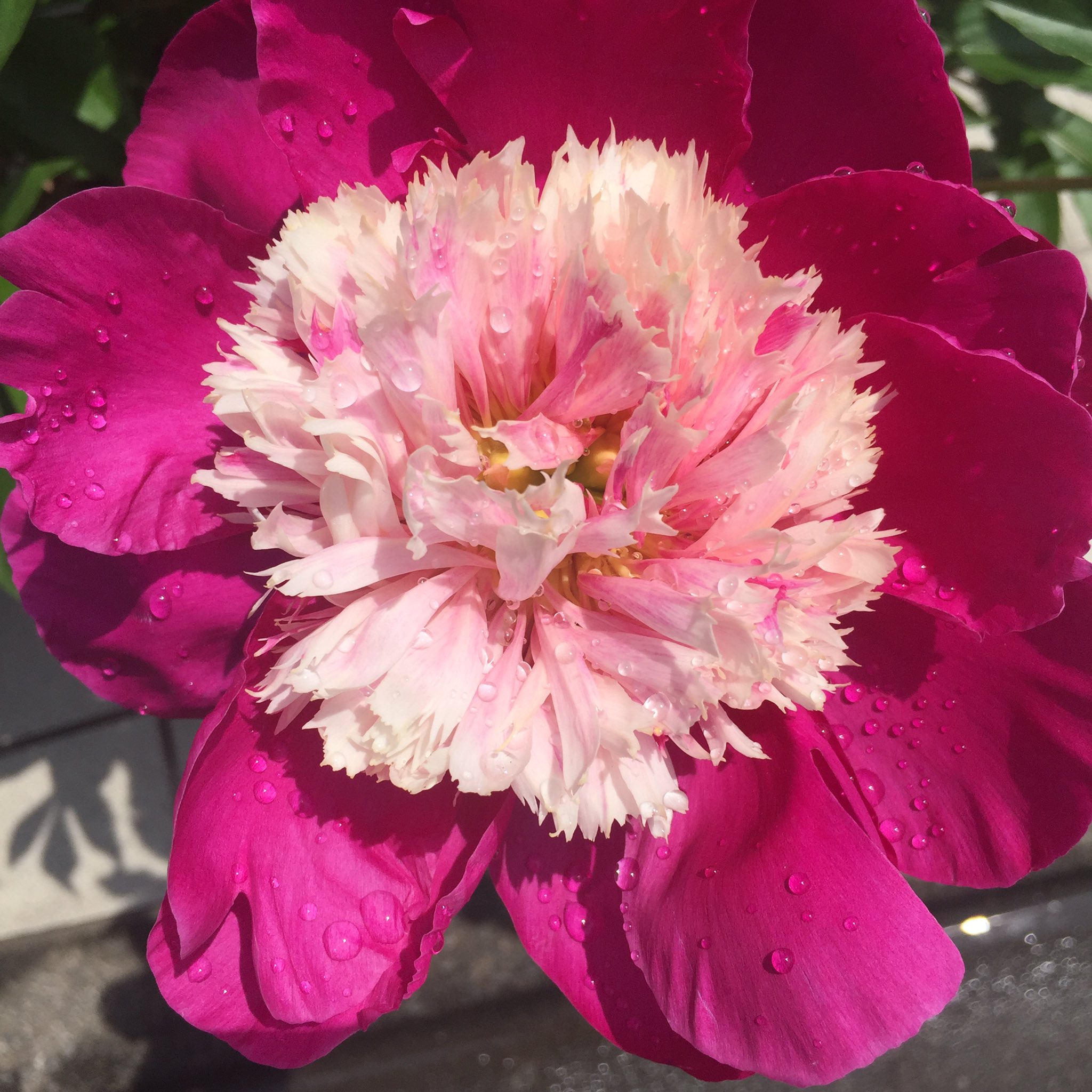 花ひばち 優しい繋がりに感謝 シャクヤク Paeonia Lactitlora シャクヤク 芍薬 が大輪の花をつけ咲き誇るさまが あまりに見事なのでスナップショットしてみました ボタンが花の王と呼ばれ シャクヤクは花の宰相と呼ばれます 花言葉は 恥じらい