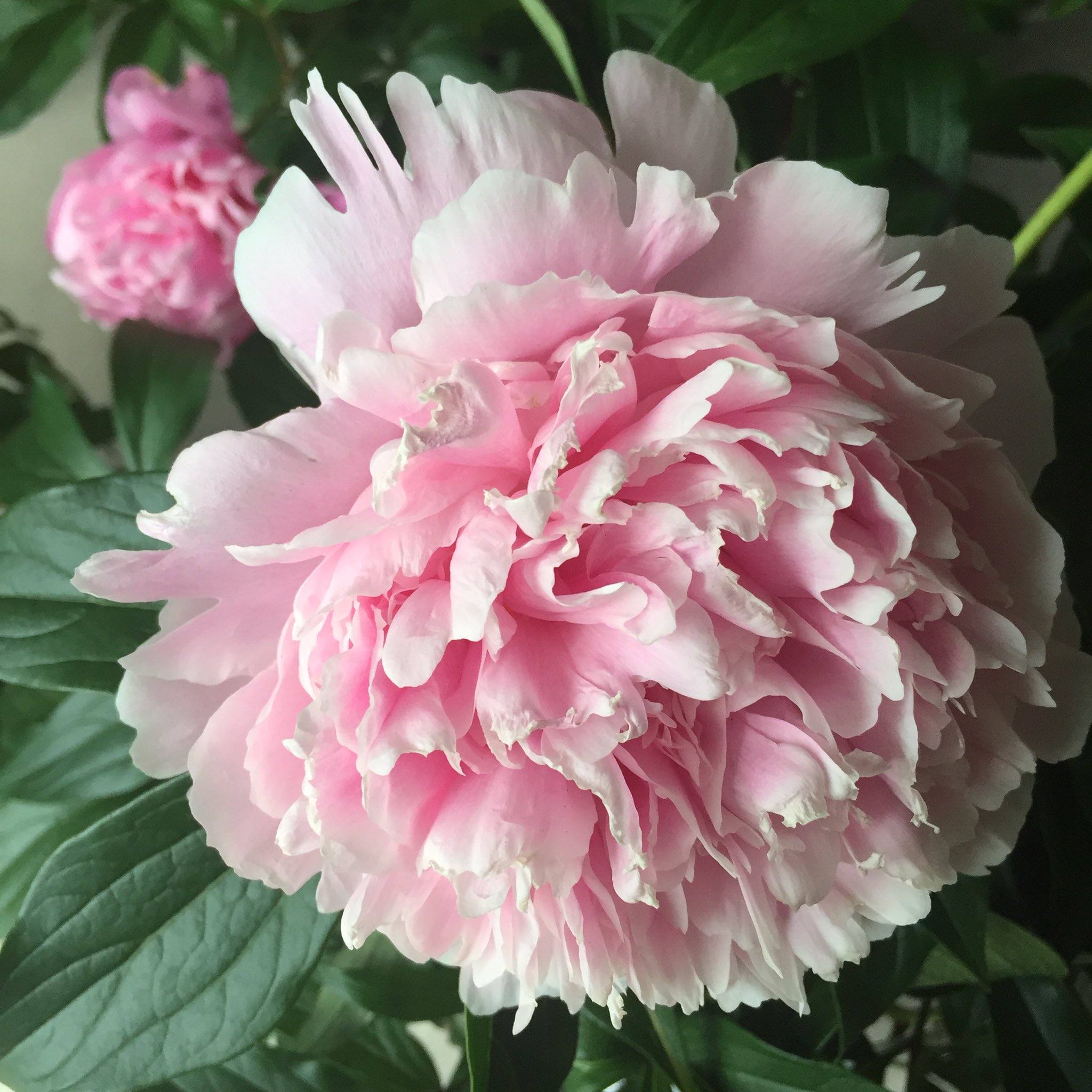 花ひばち 優しい繋がりに感謝 シャクヤク Paeonia Lactitlora シャクヤク 芍薬 が大輪の花をつけ咲き誇るさまが あまりに見事なのでスナップショットしてみました ボタンが花の王と呼ばれ シャクヤクは花の宰相と呼ばれます 花言葉は 恥じらい
