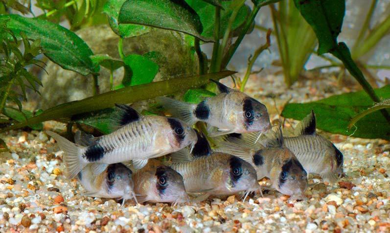 MundoMarMurcia's tweet photo. Preciosas CORYDORAS PANDA en Mundo Marino ;) https://t.co/FzUAGcOaEO