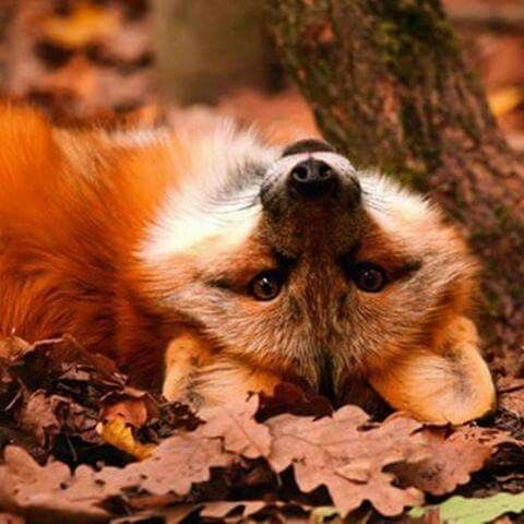 Sometimes it's good to take a look at things from another perspective ..🦊
#wednesdaywisdom #foxfix