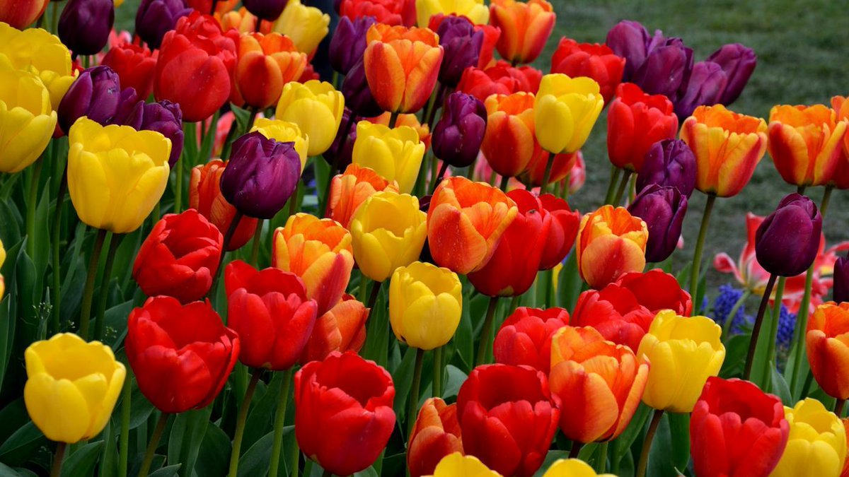 OpenviewLand's tweet image. Check out our latest blog-  Dutch Divas openviewlandscapes.co.uk/blog #blog #landscape #bulbs #spring