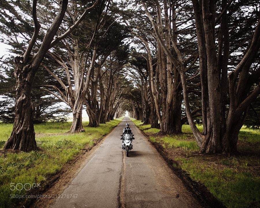 5Lirez's tweet image. Popular on 500px : cypress tree tunnel. point reyes. california. by tannerwendell