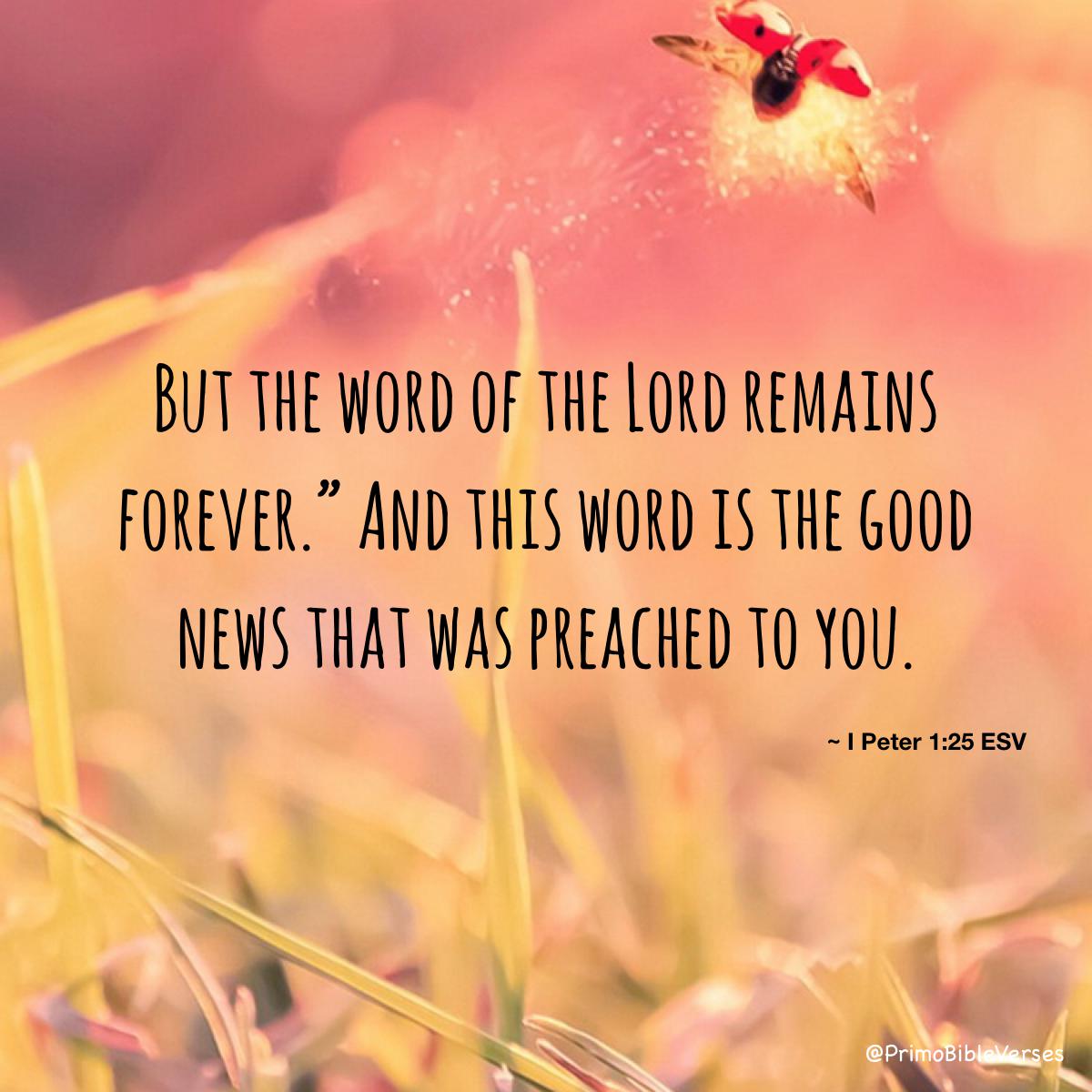 PrimoBibleVerse's tweet image. 1 Peter 1:25 ESV #bible #bibleverse  #IPeter #AssyriansVerses  #UfoVerses  verses.primoquotes.com/q/but-the-word…