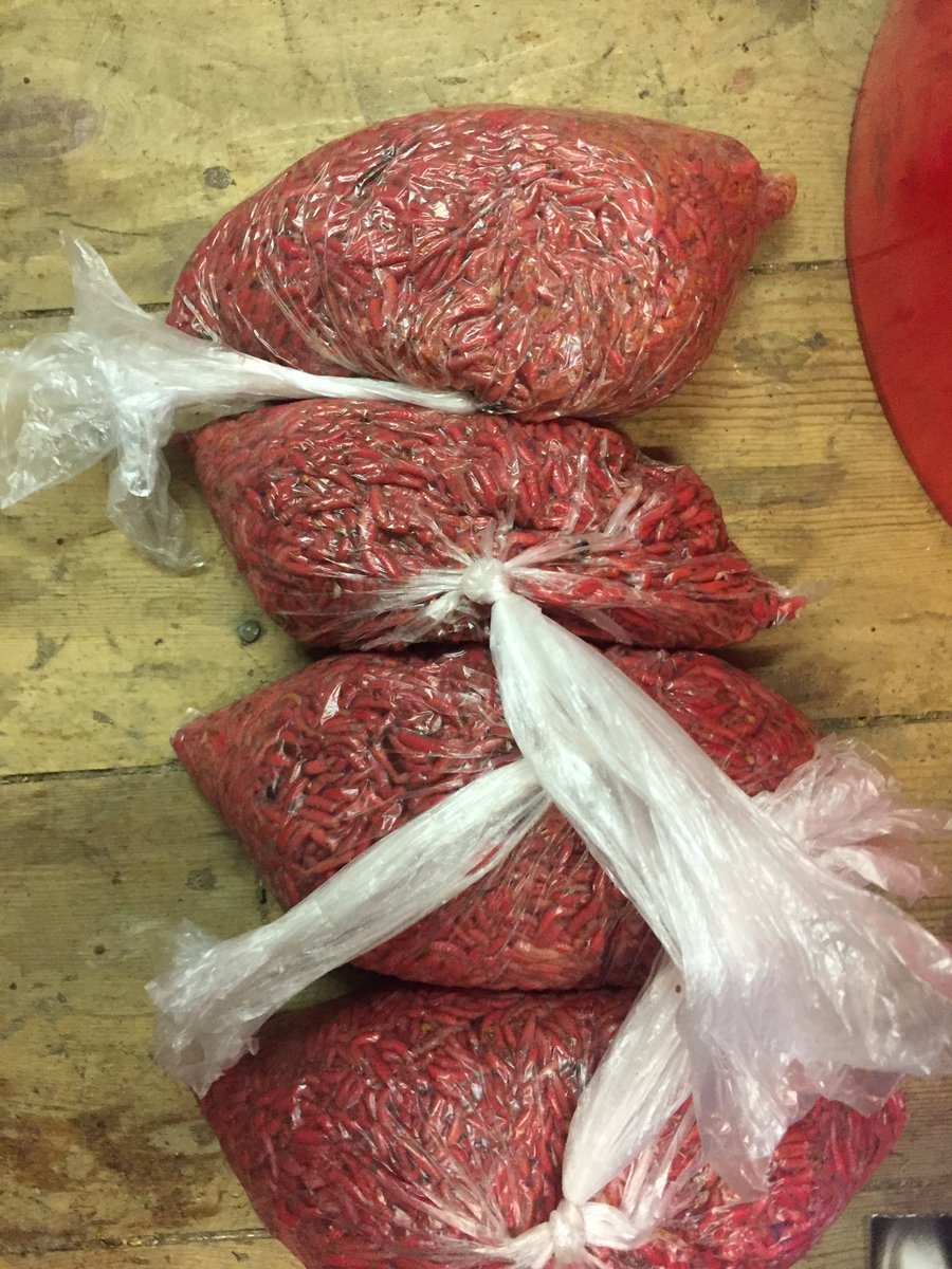 Dead reds , KRILLED dead reds available by the pint .....

 legacytackle.co.uk 

#fishing