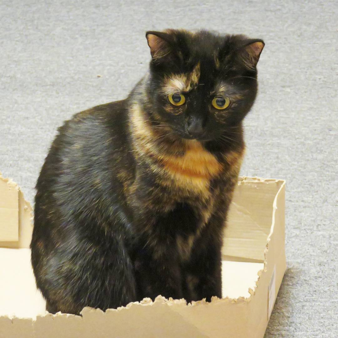 sima_thecat's tweet image. 😳
#boringday #needsomefun #cat #cats #catlife #meow #lolcats #simathecat
#чемзаняться #скукота #кошка #котэ #кототвит #котейки #КошкаСима