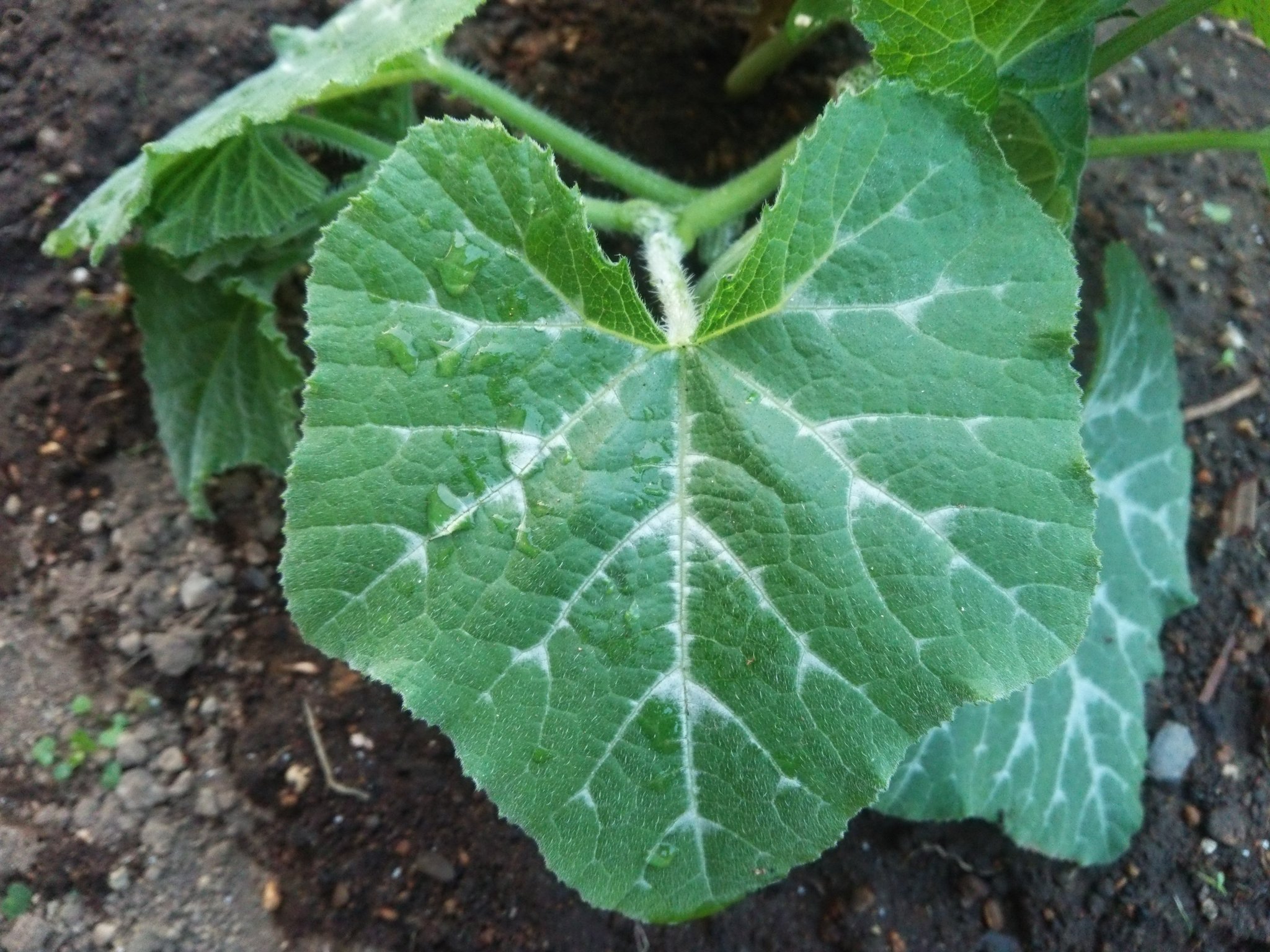 تويتر 野菜づくり宮丸菜園 على تويتر 1枚目は日本かぼちゃの 鹿ヶ谷かぼちゃ 2枚目は西洋かぼちゃの 東京かぼちゃ の葉 どうやら日本かぼちゃはどの品種もみんなこのように白い模様が入っているようで 日本かぼちゃと西洋かぼちゃの葉がかなり違うということ