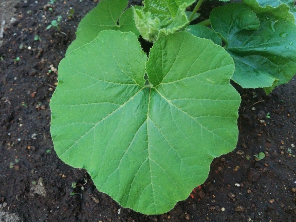 野菜づくり宮丸菜園 على تويتر 1枚目は日本かぼちゃの 鹿ヶ谷かぼちゃ 2枚目は西洋かぼちゃの 東京かぼちゃ の葉 どうやら日本かぼちゃ はどの品種もみんなこのように白い模様が入っているようで 日本かぼちゃと西洋かぼちゃの葉がかなり違うということを初めて 野菜づくり宮丸菜園 على تويتر 1枚目は日本かぼちゃの 鹿ヶ谷かぼちゃ 2枚目は西洋かぼちゃの 東京かぼちゃ の葉 どうやら日本かぼちゃ はどの品種もみんなこのように白い模様が入っているようで 日本かぼちゃと西洋かぼちゃの葉がかなり違うということを初めて