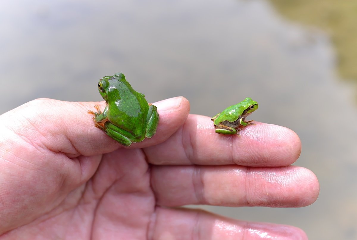 もも 5 17 今日のカエル 田んぼ に水が入ったばかりなのでシュレーゲルアオガエルとアマガエルは日中でもたくさん出ていてあちこちで跳ねている やはりかわいい 夜になると一斉に田んぼに出てきて抱接 産卵する T Co frexkrud Twitter