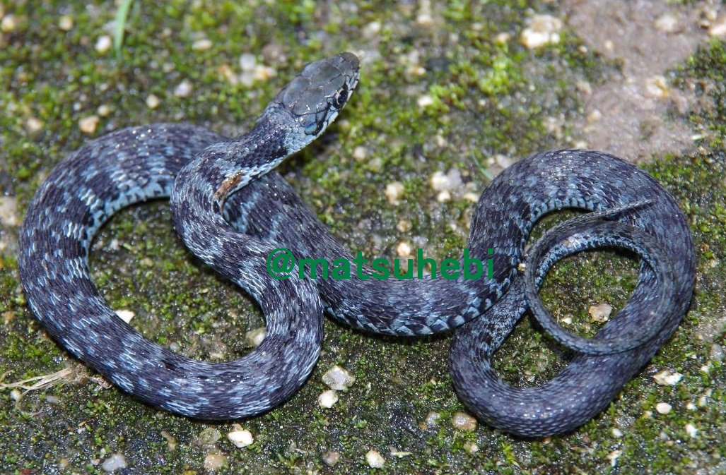 シマヘビ黒化型(レプリカ) シマヘビ黒化型(レプリカ)
