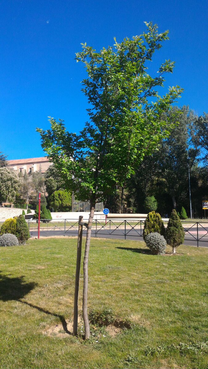 OlmosGuada's tweet photo. Así luce de espectacular el #olmo resistente a la #grafiosis que se plantó en #Bejanque, en #Guadalajara :) @olmosvivos https://t.co/R5zTu01RQn