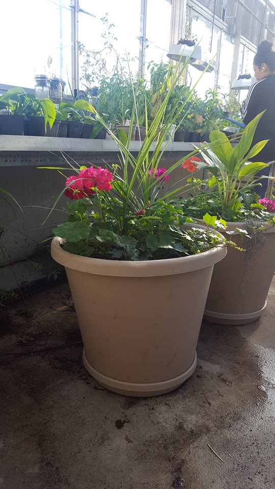 HSESchools's tweet photo. The HSE FFA Plant Sale has been EXTENDED thru 5/20. Looking to spruce up your home? Check it out at HHS Greenhouse. 3p-6p wkdays, 8a-5p Sat. https://t.co/5AegOcbHqp