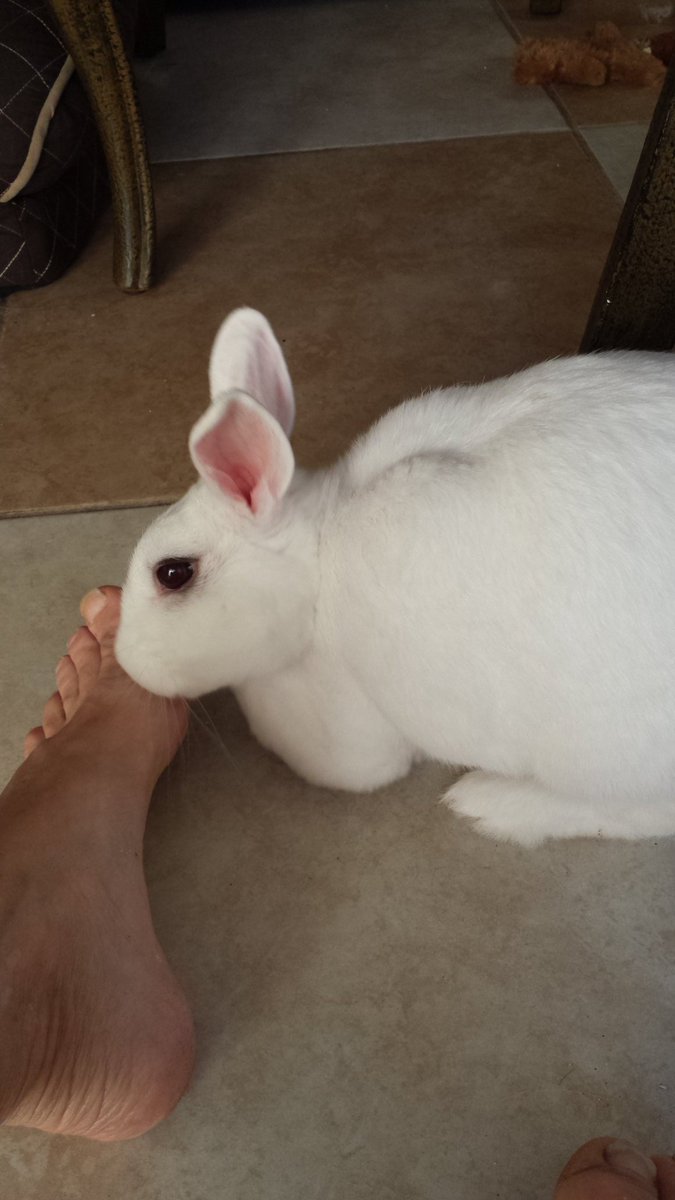 MixedAnimals tweet picture
