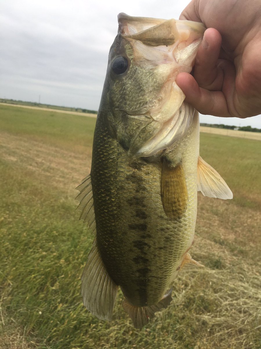 unhsmitty90's tweet photo. First cast on my buddies lake on his farm! Had a good time! @RAH_Tackle #RAHTackle #Bass #Fishing #GoodTimes #FarmLiving #RAHProStaff https://t.co/IcjLdr4dVp