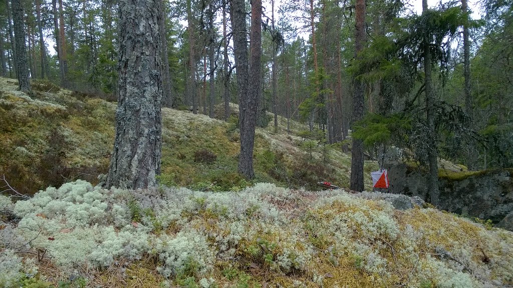 Kyllä metsässä kelpaa viettää keväistä päivää... Tervetuloa Helasuunnistuksiin 25.5. Luhalahteen! #suunnistus