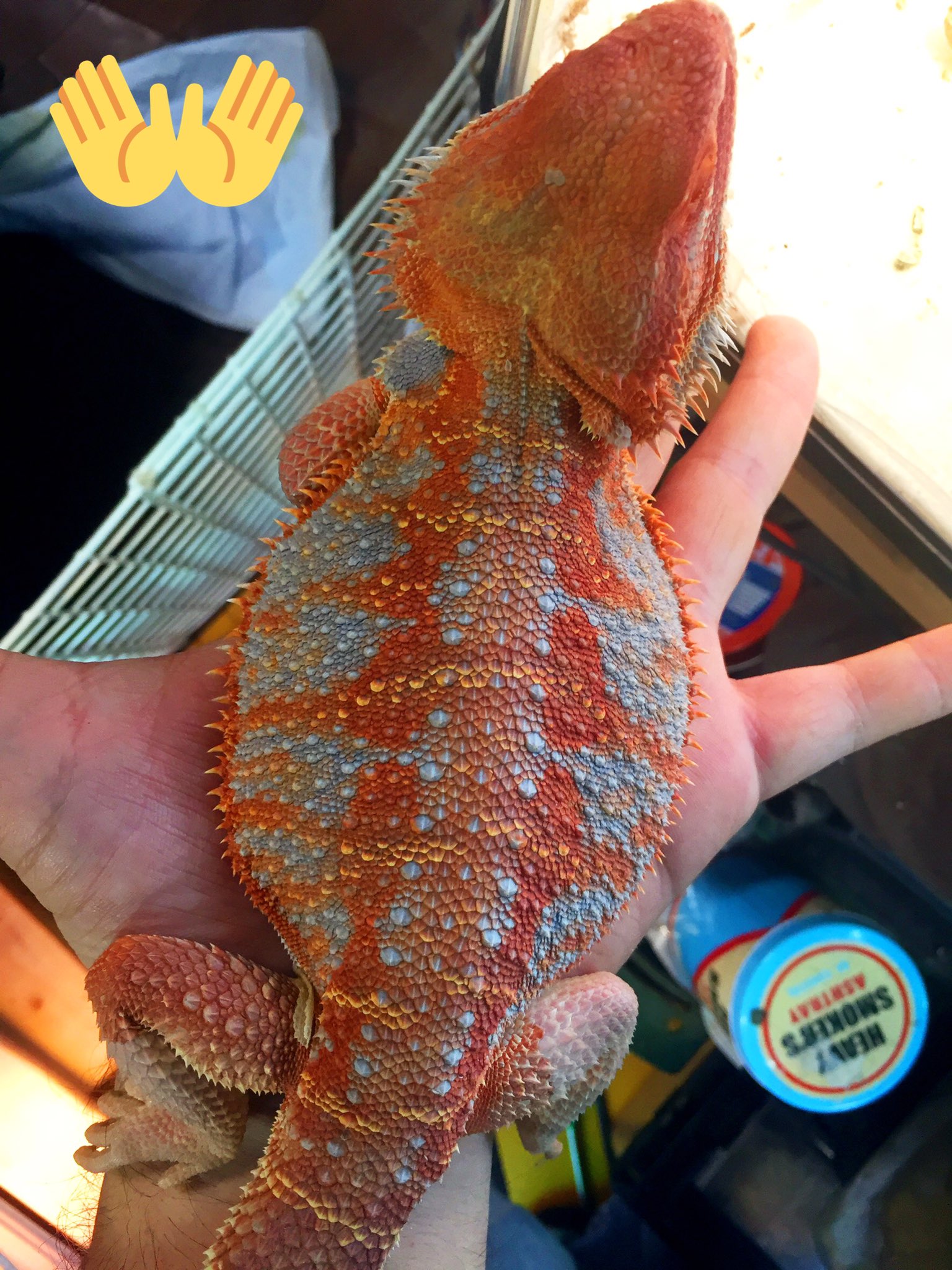 極海老道【Red&BluePogona】 (@gokuebi) / X