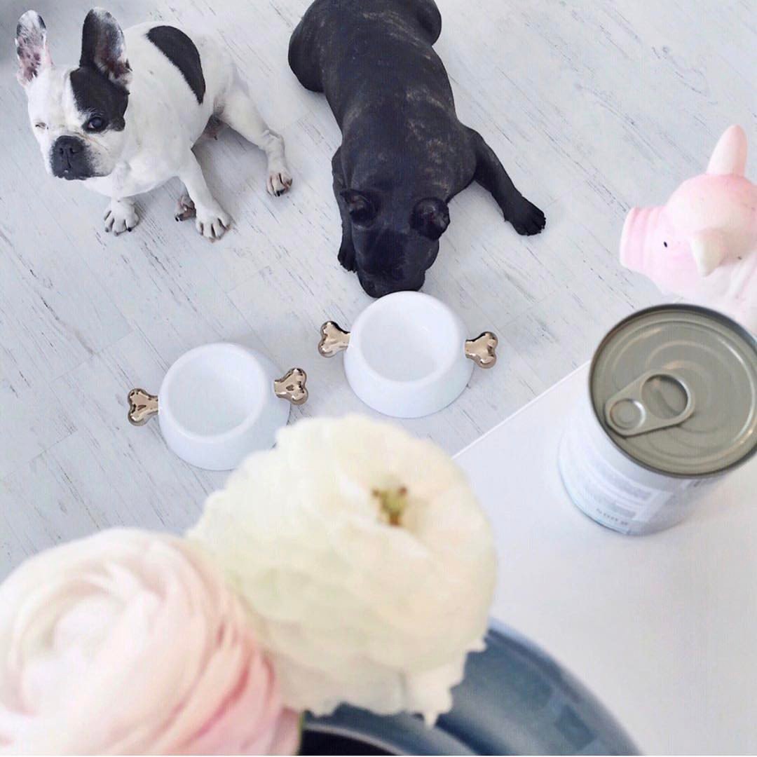 DogInventory's tweet photo. #photooftheday #amazing #love #dogs #onelove #puppies #puppy #puppylove #perfect #f4f #followforfollow
Visit us at: https://t.co/LJHHPDKiB7 https://t.co/KPAul2dpMh