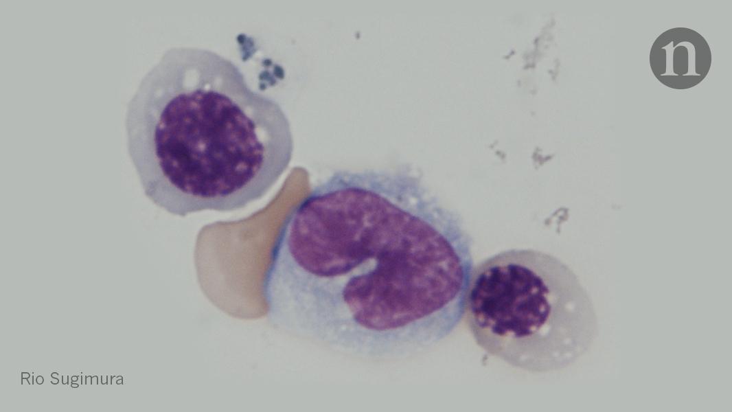 Nature's tweet photo. Lab-grown blood stem cells have finally been produced after 20 years of trying: https://t.co/p4Pm76FMKH https://t.co/8yGo3aW4mj