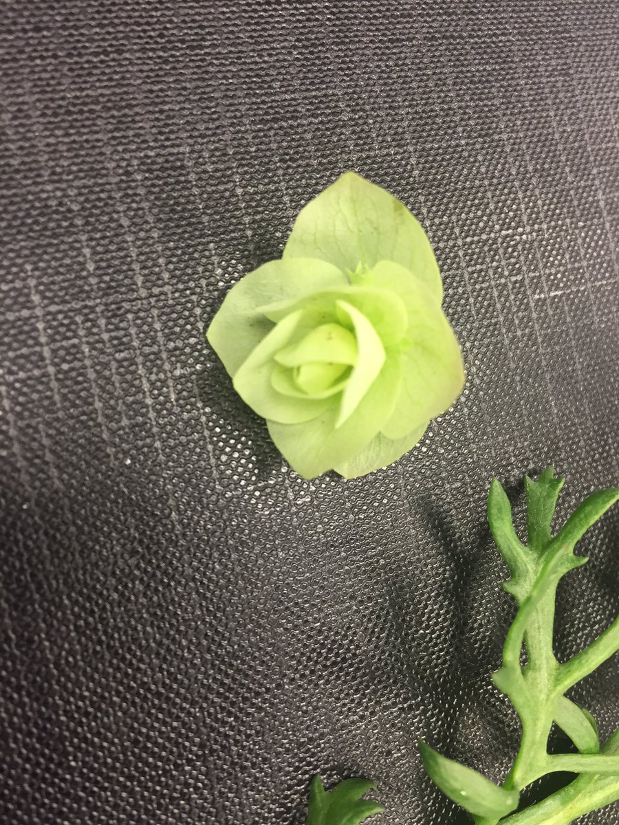 FineFoodMike's tweet photo. @Dan5504Danny @fruitsales @chef_fearon @glazebrookhouse @Devonchefsclub floregano looks ace https://t.co/bxvzBa4ZCE