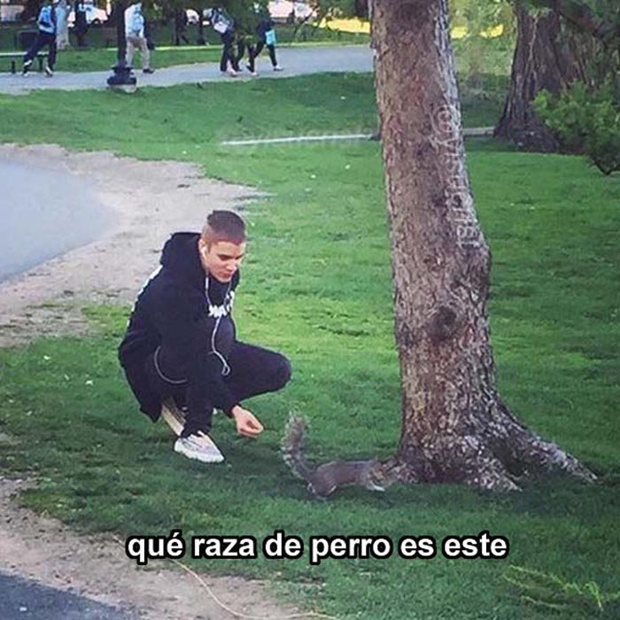 cuando se cae whatsapp y t ves forzado a conocer tu entorno
