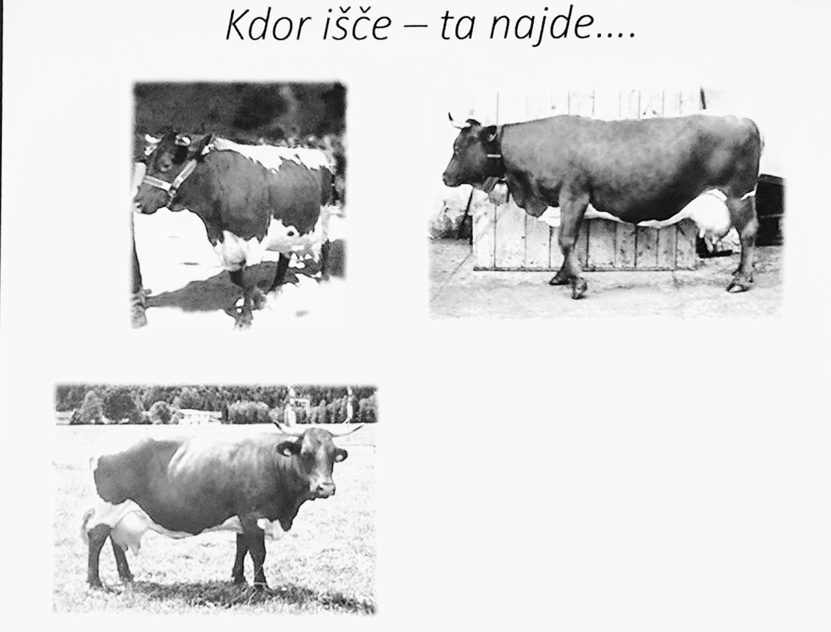 AntrodiaH's tweet photo. To so naše krave. Ali je naša ali ni? @znanostnacesti #bioslam https://t.co/9YiEudJ9Cw