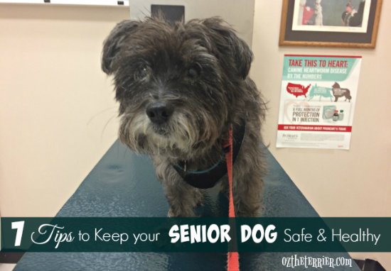 Oz_theTerrier's tweet photo. I got 7 Tips to keep #seniordog safe and healthy! Would you add more? https://t.co/dLOJQhDTxZ #besleepypodsafe #ad https://t.co/F41lYWmqlY