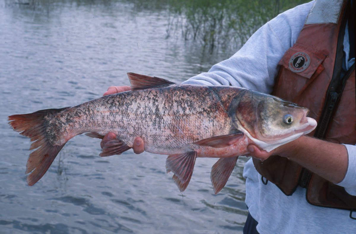 AISresearchMN's tweet photo. MAISRC researchers recently completed a report on the Minnesota Bigheaded Carps Risk Assessment -- find it here: https://t.co/00WQKjrlYL https://t.co/r6EsWiDLis