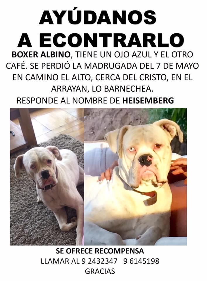 #extraviadosensantiago #lobarnechea una familia muy triste por su pérdida facebook.com/groups/1913011…