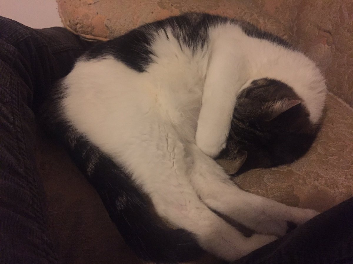 MySlowMoCat's tweet photo. Emily is already done for the day. #WhiskersWednesday #cats #CatsOfTwitter #cutekitty #catnap #nap #naptime #sleepykitty https://t.co/r8Eujwchge