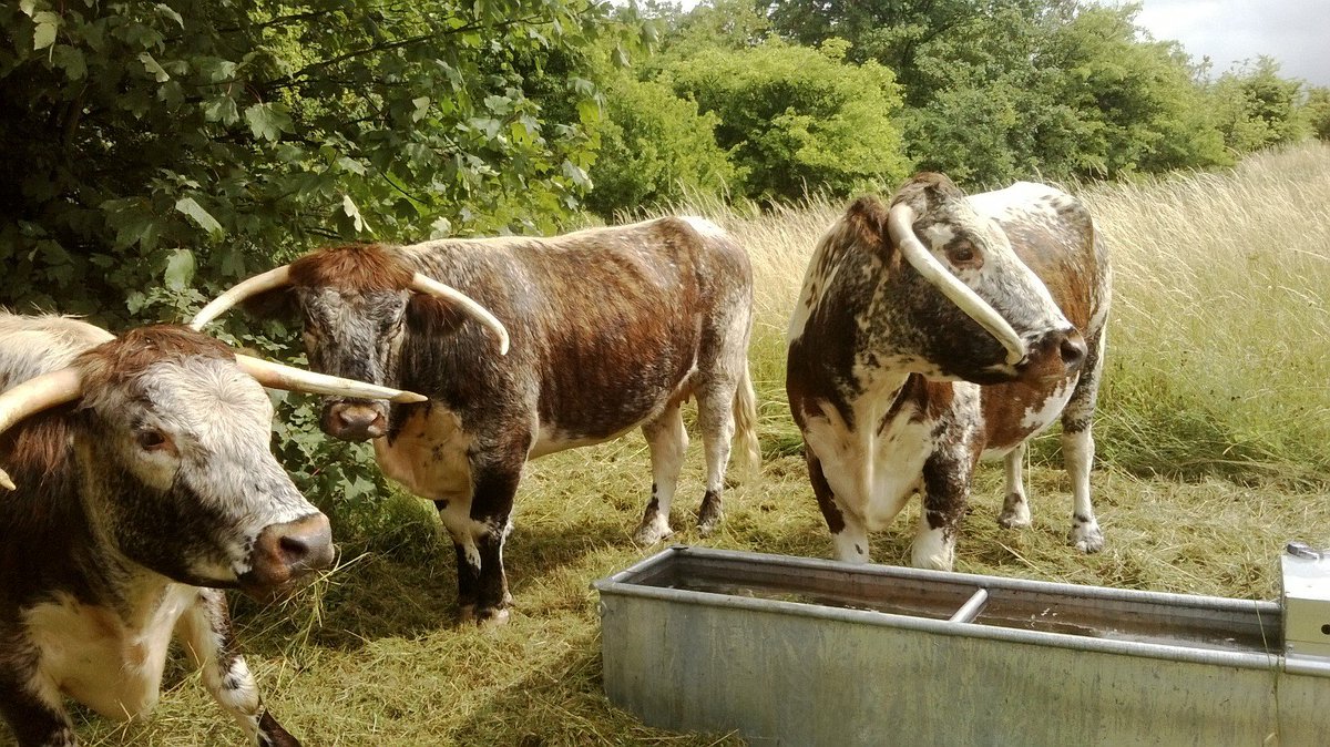 NorthHertsDC's tweet photo. Hovis, Lucrecia, Florentine, and Cinderella have all arrived at Weston Hills #Baldock to graze for the summer season https://t.co/rKnbmE7LFt https://t.co/KACVxyQZbh