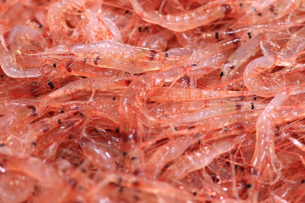 静岡ヤママル V Twitter 透明感があって ピチっと張りがある綺麗な桜えびです 由比漁港 桜えび漁