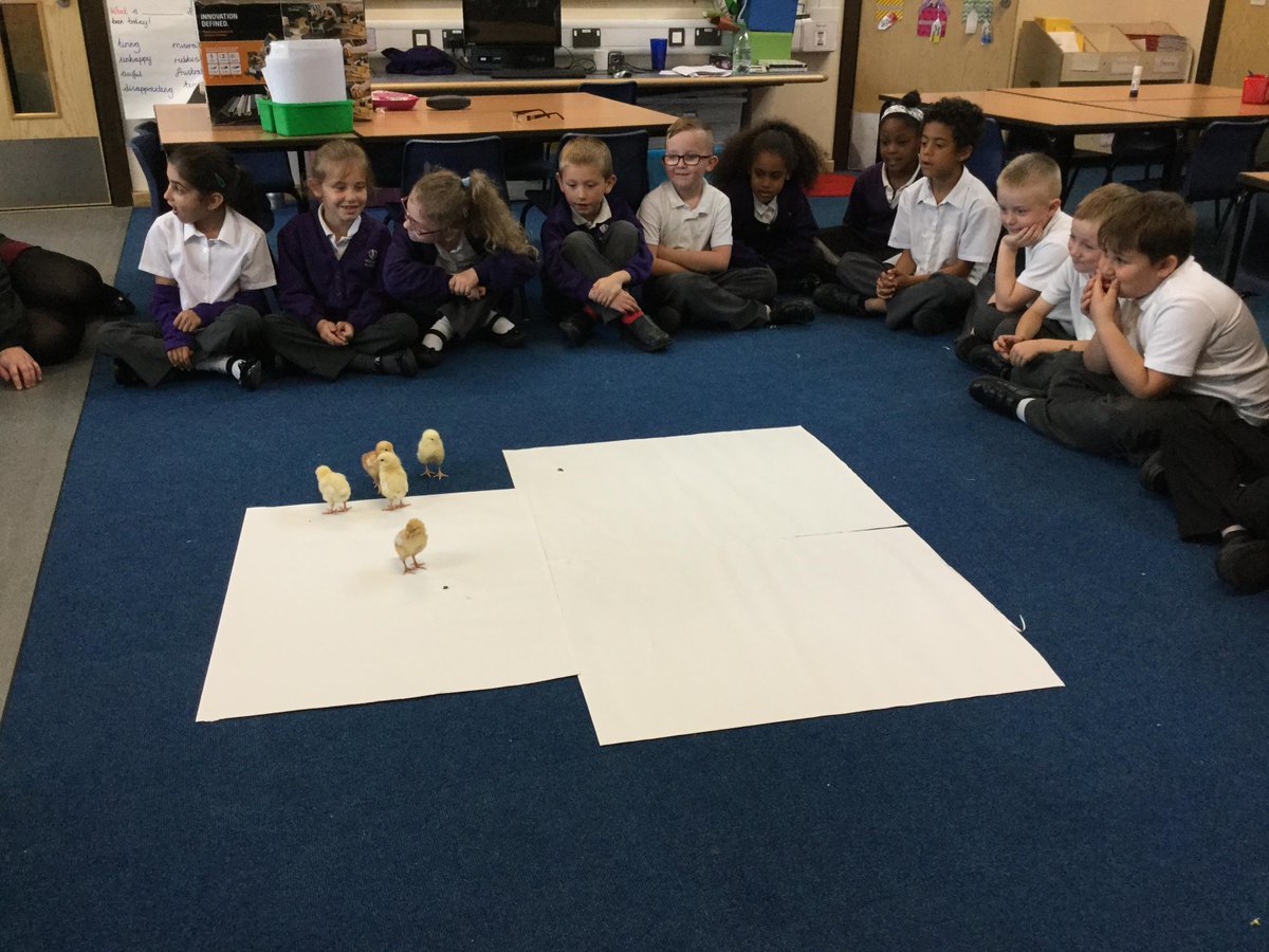 WellandAcad's tweet image. Slovakia class are carefully handling the 🐥 chicks! #year2learning #slovakiaclass