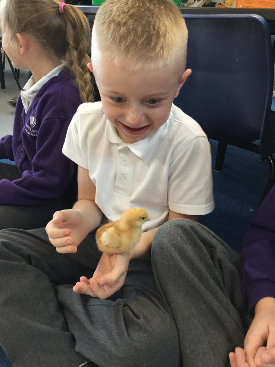 WellandAcad's tweet image. Slovakia class are carefully handling the 🐥 chicks! #year2learning #slovakiaclass