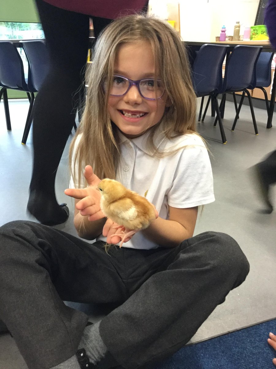 WellandAcad's tweet image. Slovakia class are carefully handling the 🐥 chicks! #year2learning #slovakiaclass