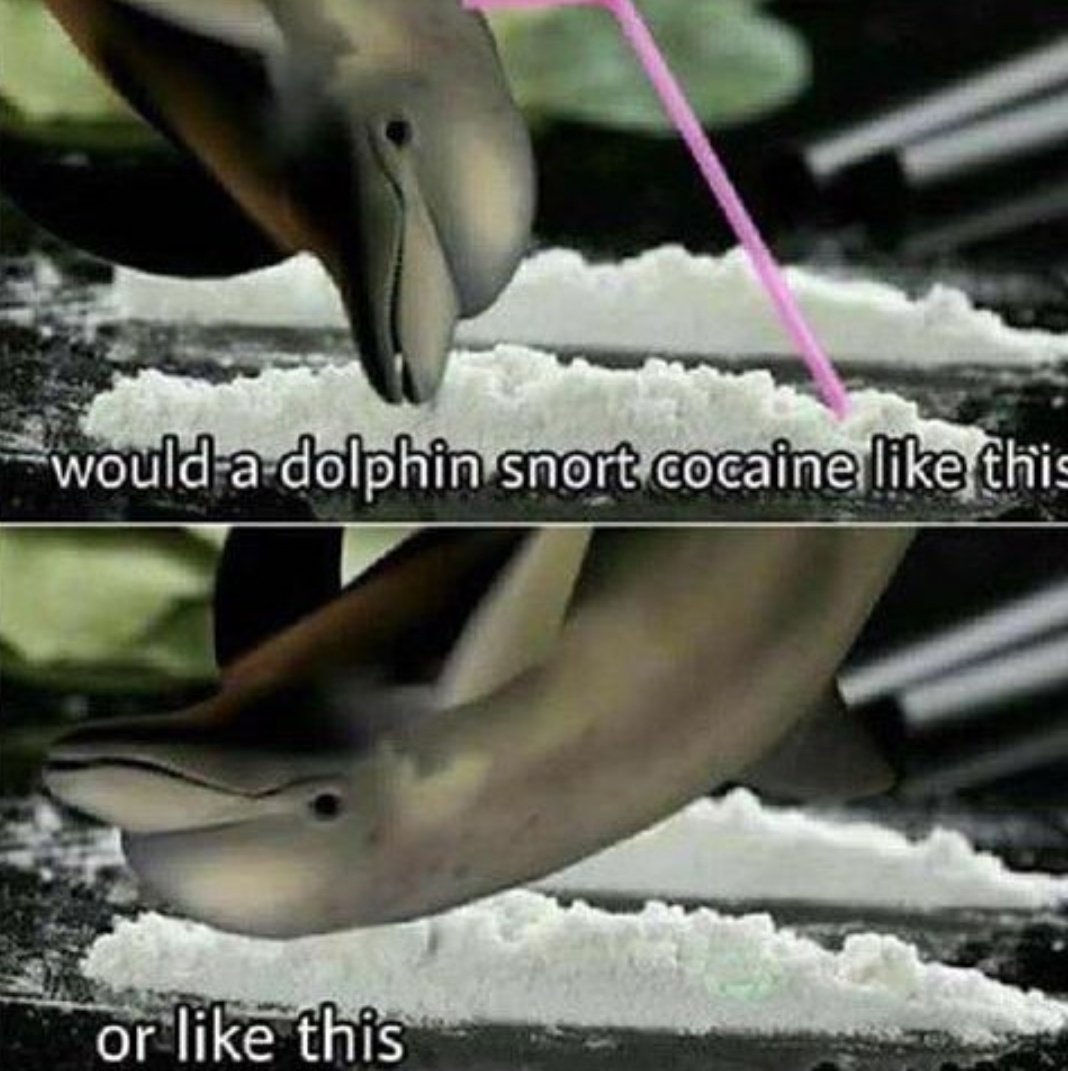 Who knows? #meme #memes #coke #drugs #dolphin #love